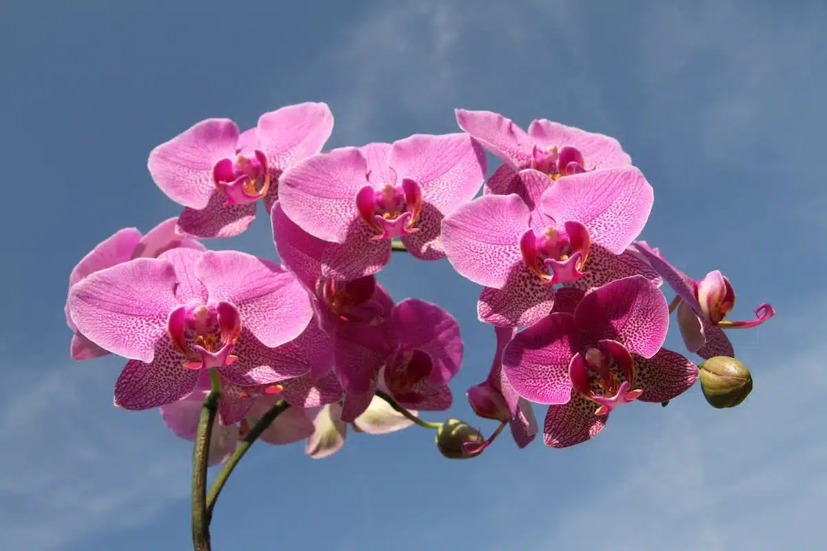 orchidée  taille