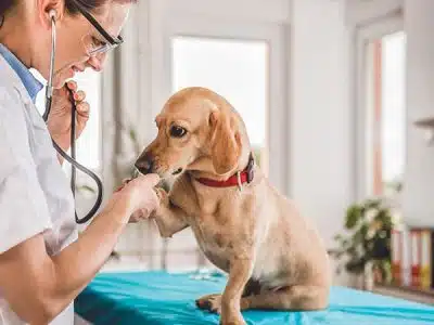 Chez qui se rendre pour des urgences vétérinaires