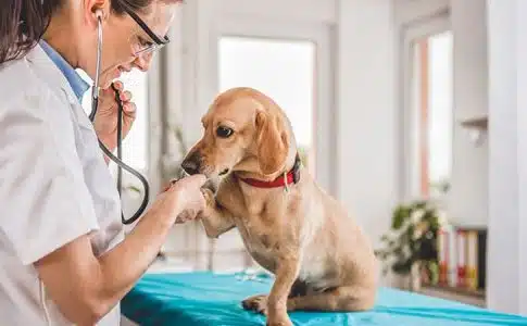 Chez qui se rendre pour des urgences vétérinaires