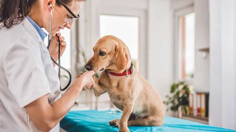 Chez qui se rendre pour des urgences vétérinaires