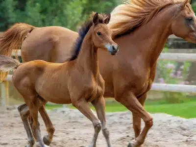 Engrais naturel : les bienfaits du crottin de cheval pour votre jardin