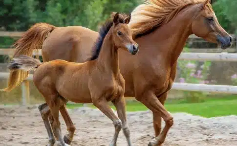 Engrais naturel : les bienfaits du crottin de cheval pour votre jardin