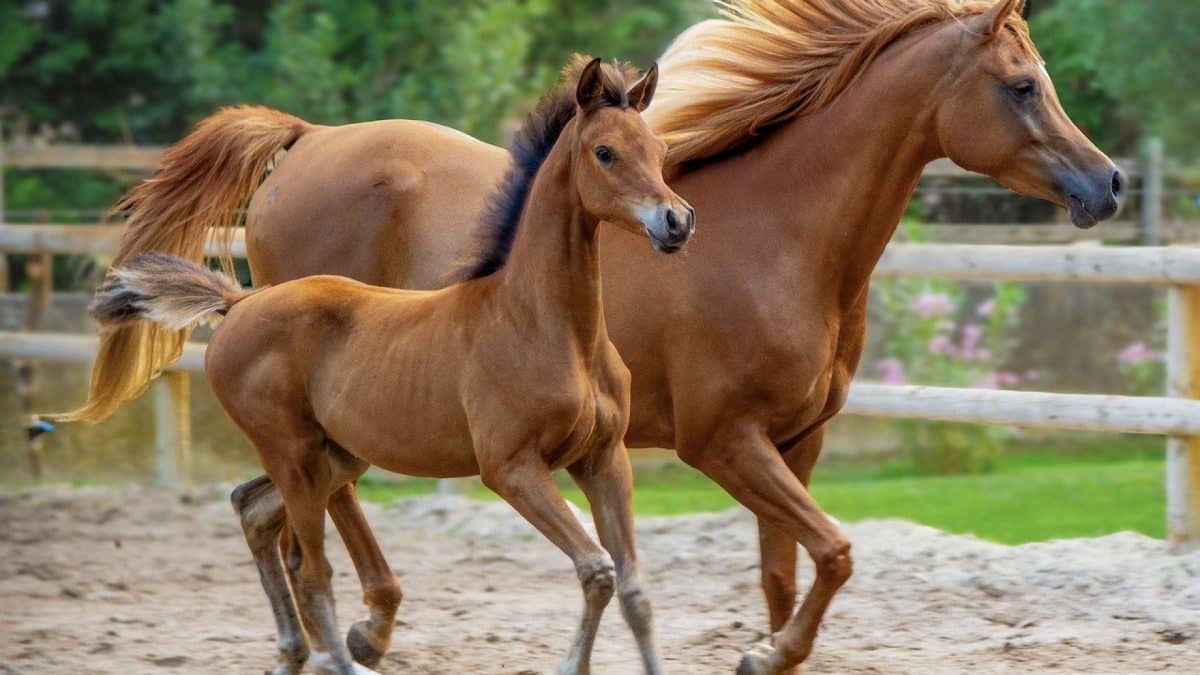 Engrais naturel : les bienfaits du crottin de cheval pour votre jardin