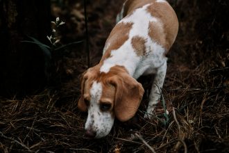 Guide complet pour choisir la meilleure assurance pour un chien de chasse