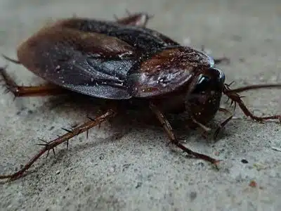 Pourquoi les blattes sont-elles difficiles à éradiquer ?